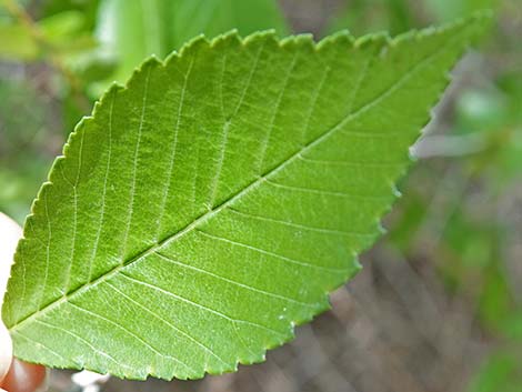 Siberian Elm (Ulmus pumila)