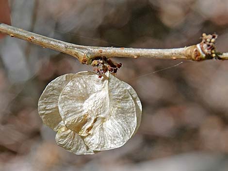 Siberian Elm (Ulmus pumila)