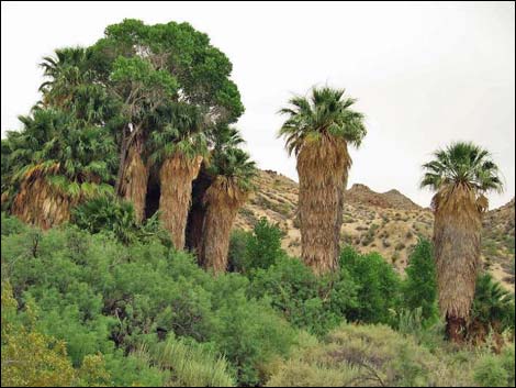 California Fan Palm (Washingtonia filifera)