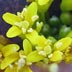 London Rocket Mustard (Sisymbrium irio)