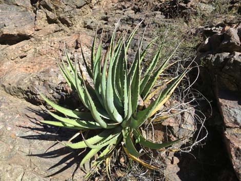 Kaibab Utah Agave (Agave utahensis var. kaibabensis)