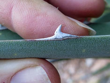 Kaibab Utah Agave (Agave utahensis var. kaibabensis)