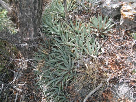 Clark Mountain Agave (Agave utahensis var. nevadensis)