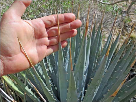 Clark Mountain Agave (Agave utahensis var. nevadensis)