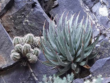 Utah Agave (Agave utahensis var. utahensis)