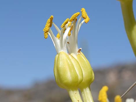 Utah Agave (Agave utahensis var. utahensis)