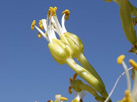 Utah Agave (Agave utahensis var. utahensis)