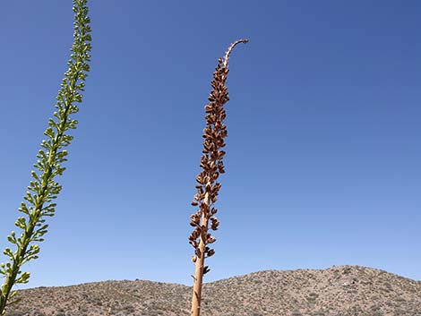 Utah Agave (Agave utahensis var. utahensis)