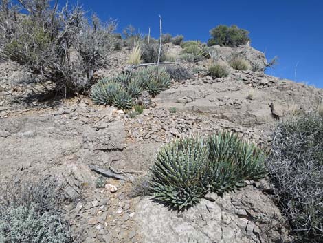 Utah Agave (Agave utahensis var. utahensis)