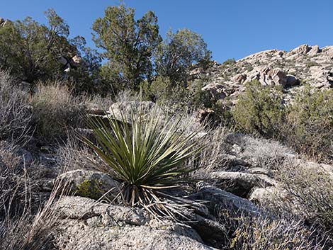 Bigelow's Nolina (Nolina bigelovii)