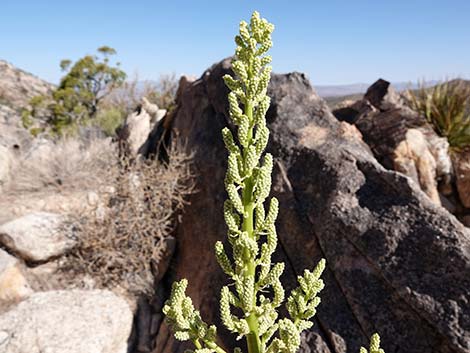 Bigelow's Nolina (Nolina bigelovii)