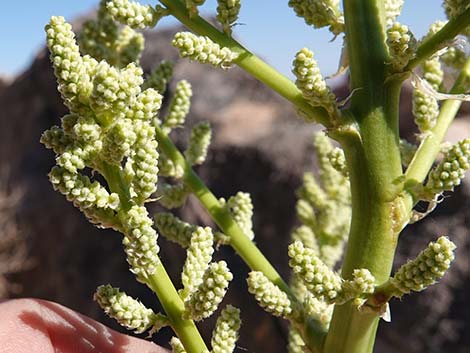 Bigelow's Nolina (Nolina bigelovii)