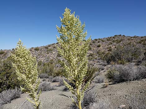 Bigelow's Nolina (Nolina bigelovii)