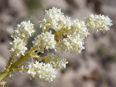 Bigelow's Nolina (Nolina bigelovii)