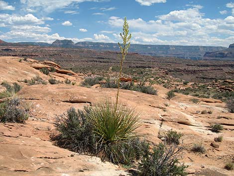 Beargrass (Nolina microcarpa)