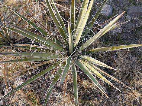 Banana Yucca (Yucca baccata)