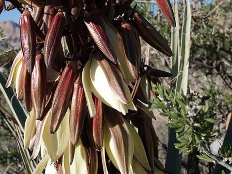 Banana Yucca (Yucca baccata)