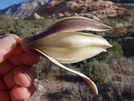 Banana Yucca (Yucca baccata)