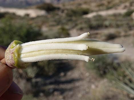 Banana Yucca (Yucca baccata)