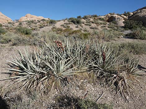 Banana Yucca (Yucca baccata)