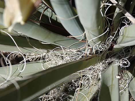 Banana Yucca (Yucca baccata)