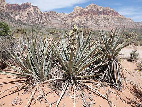 Banana Yucca (Yucca baccata)