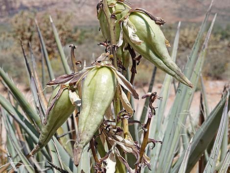 Banana Yucca (Yucca baccata)