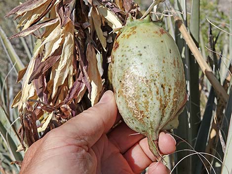 Banana Yucca (Yucca baccata)