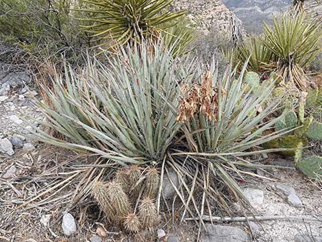 Banana Yucca (Yucca baccata)