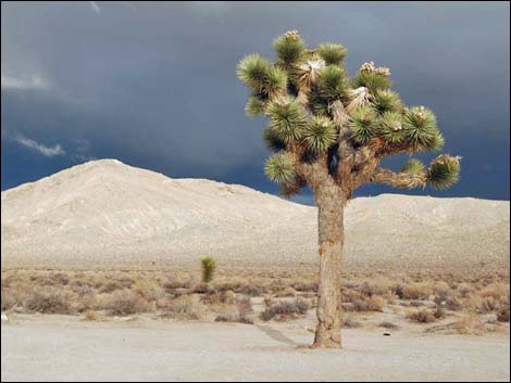 Western Joshua Tree (Yucca brevifolia brevifolia)