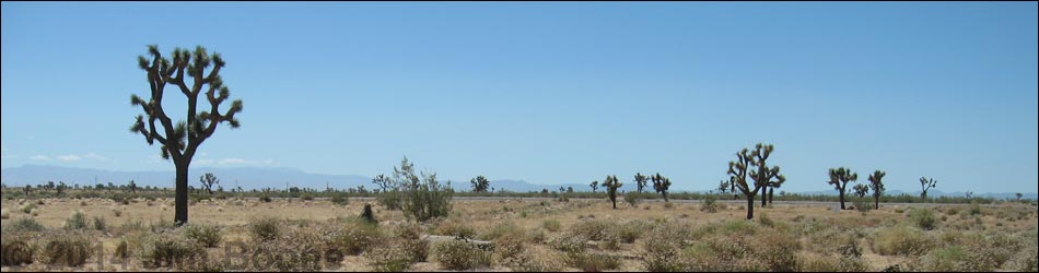 Western Joshua Tree (Yucca brevifolia brevifolia)