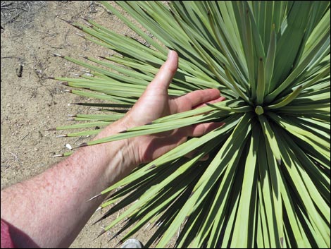 Western Joshua Tree (Yucca brevifolia brevifolia)