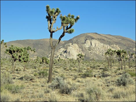 Western Joshua Tree (Yucca brevifolia brevifolia)