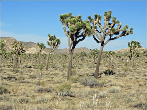 Western Joshua Tree (Yucca brevifolia brevifolia)