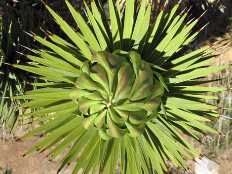 Joshua Tree (Yucca brevifolia)