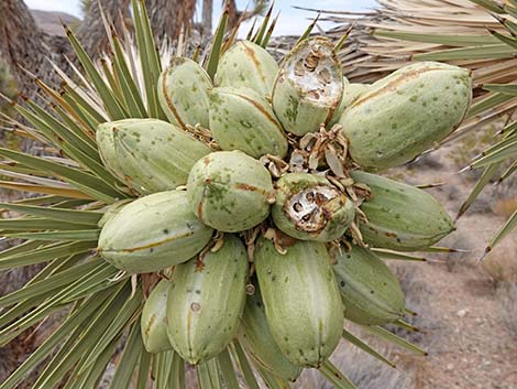 Eastern Joshua Tree (Yucca brevifolia jaegeriana)