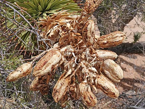 Eastern Joshua Tree (Yucca brevifolia jaegeriana)