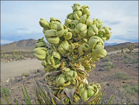 Western Joshua Tree (Yucca brevifolia)