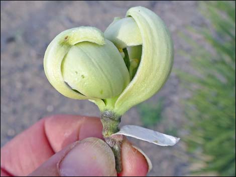 Western Joshua Tree (Yucca brevifolia)