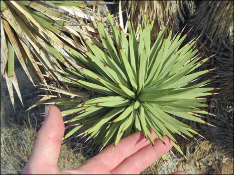 Eastern Joshua Tree (Yucca brevifolia jaegeriana)