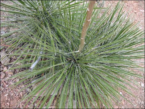 Soaptree Yucca (Yucca elata)