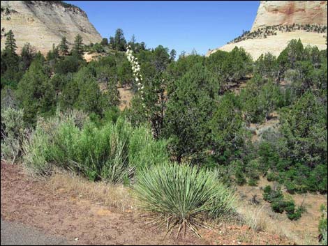 Soaptree Yucca (Yucca elata)