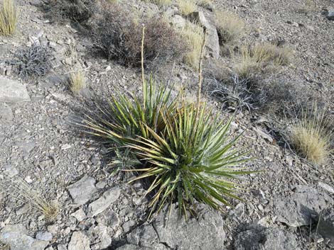 Spanish Bayonet (Yucca harrimaniae)