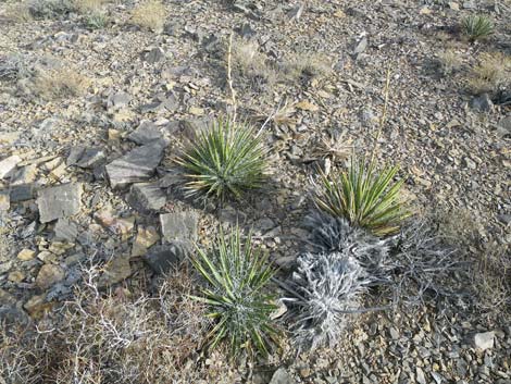 Spanish Bayonet (Yucca harrimaniae)