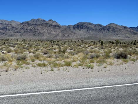 Joshua Tree (Yucca brevifolia)