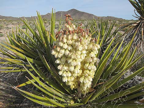 Mojave Yucca (Yucca schidigera)