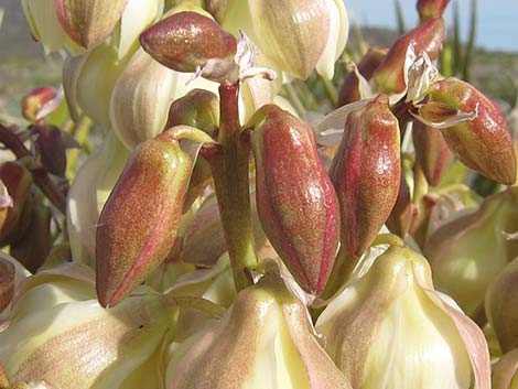 Mojave Yucca (Yucca schidigera)