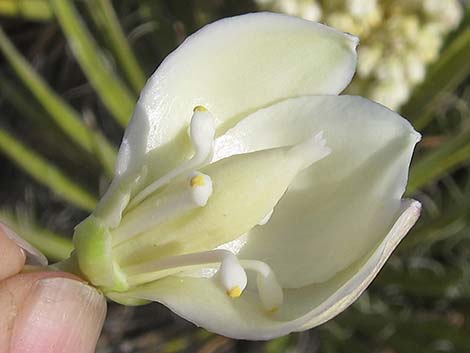 Mojave Yucca (Yucca schidigera)