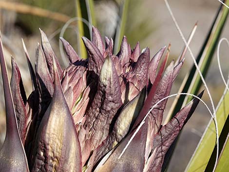 Mojave Yucca (Yucca schidigera)