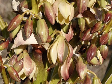 Mojave Yucca (Yucca schidigera)